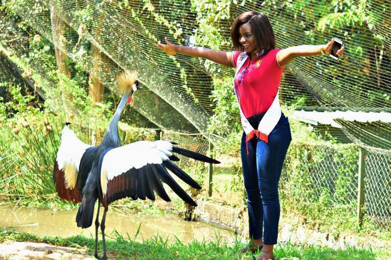 The Grey Crowned Crane is a bird of national significance to Uganda, occupying a prime position on the Country’s national flag and coat of arms. The Crested Crane has been Uganda’s symbol for nearly 100 years.
#UgandaAt60
#FactsAboutUganda