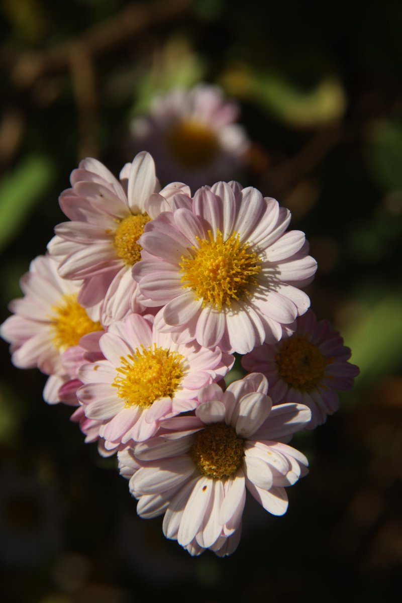 Chrysanthemum 😁