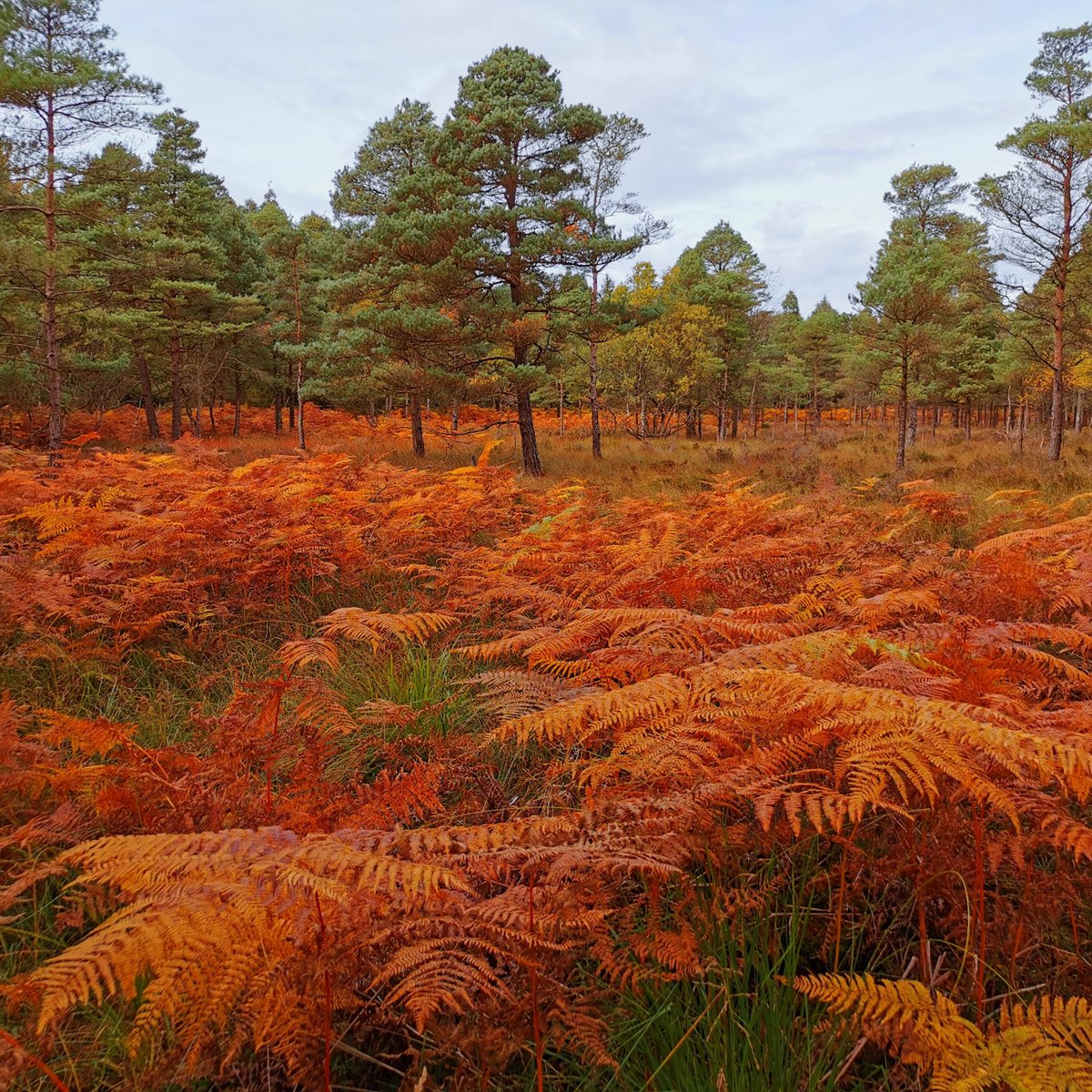 Abbeyleix Bog (@abbeyleixbog) on Twitter photo Autumn splendour in cutover on #AbbeyleixBog <a href="/RickyWhelan/">Ricky Whelan 🌍</a> <a href="/BrennanMartine/">Martine🦋Brennan🍄</a> <a href="/MyAbbeyleix/">Abbeyleix</a> <a href="/laoisheritage/">Laois Heritage</a> <a href="/tourism_laois/">Laois Tourism</a> <a href="/forum_wetlands/">Community Wetlands Forum</a> <a href="/CCWPeatlands/">Connecting Communities with Peatlands</a> Autumn splendour in cutover on #AbbeyleixBog <a href="/RickyWhelan/">Ricky Whelan 🌍</a> <a href="/BrennanMartine/">Martine🦋Brennan🍄</a> <a href="/MyAbbeyleix/">Abbeyleix</a> <a href="/laoisheritage/">Laois Heritage</a> <a href="/tourism_laois/">Laois Tourism</a> <a href="/forum_wetlands/">Community Wetlands Forum</a> <a href="/CCWPeatlands/">Connecting Communities with Peatlands</a>