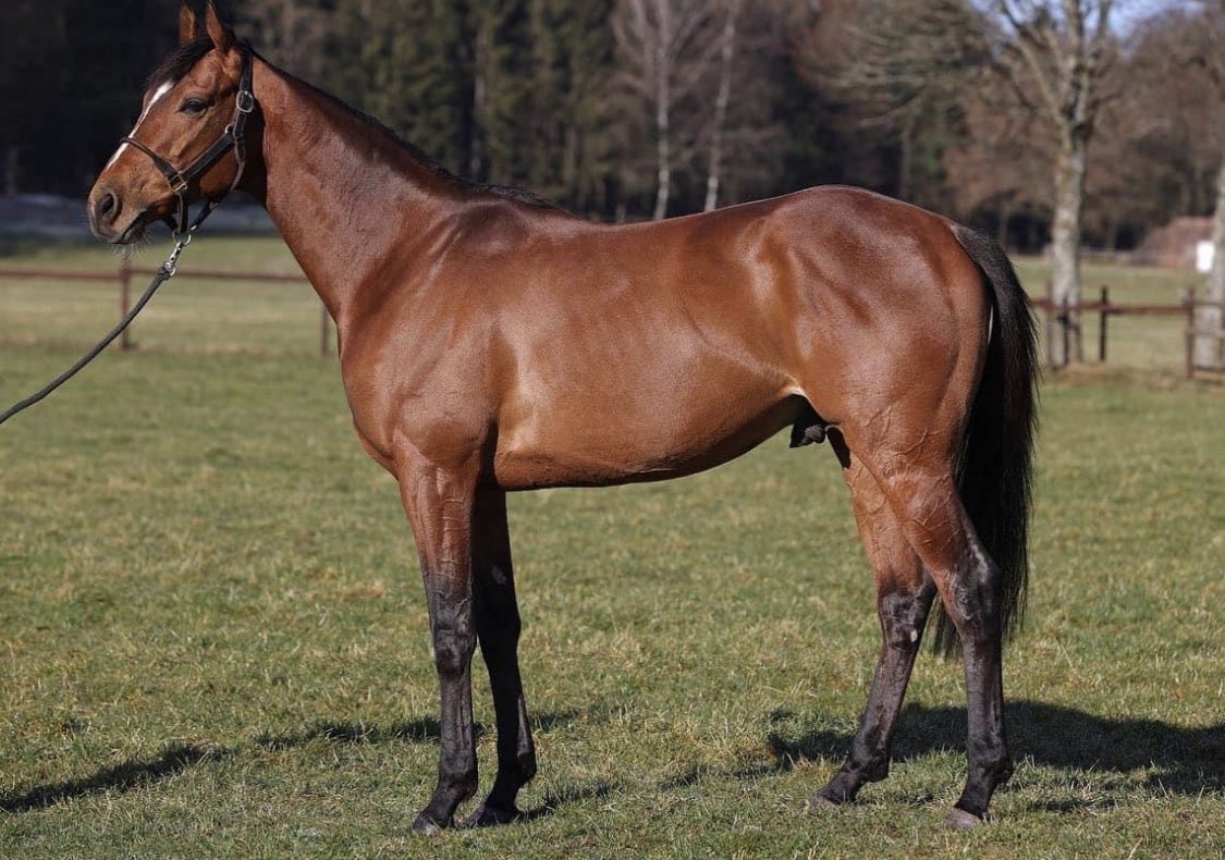 BBAG_Sales's tweet photo. @BBAG_Sales
#StallionParade
October 16th at 11am Stallion Parade at @BBAG_Sales
With Counterattack by Redoute’s Choice (Gestüt Karlshof)
Isfahan by Lord of England Sohn (Gestüt Ohlerweierhof)
Japan by Galileo (Gestüt Etzean)
Torquator Tasso by Adlerflug (Gestüt Auenquelle) https://t.co/apuvJyx5r7
