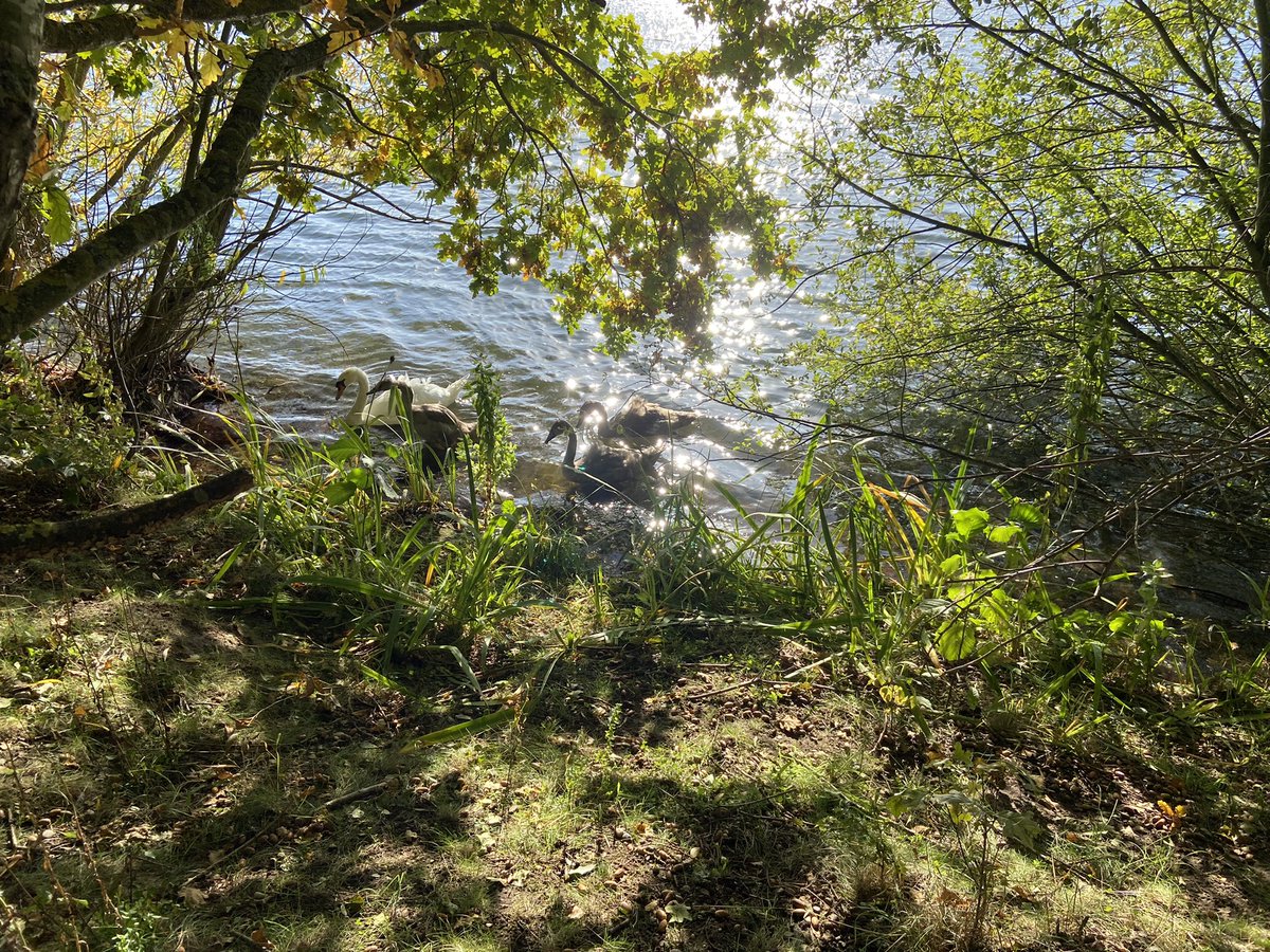 Nick Tribe tweet media