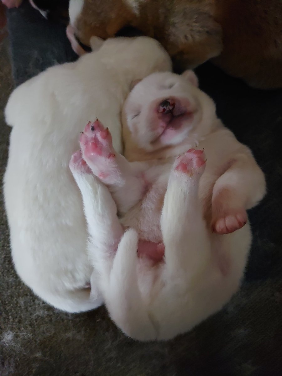 April4may5's tweet photo. 生後11日の熊ちゃん。
ではなく、秋田犬。

元気に育て～！

#AKITAINU
#秋田犬 
#仔犬
#クマじゃないよ https://t.co/rRyI9mehlC