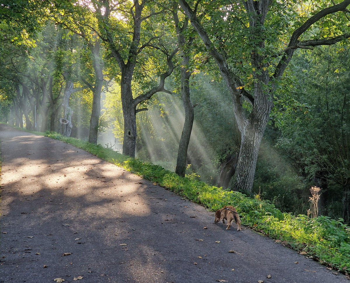 lothilde tweet media