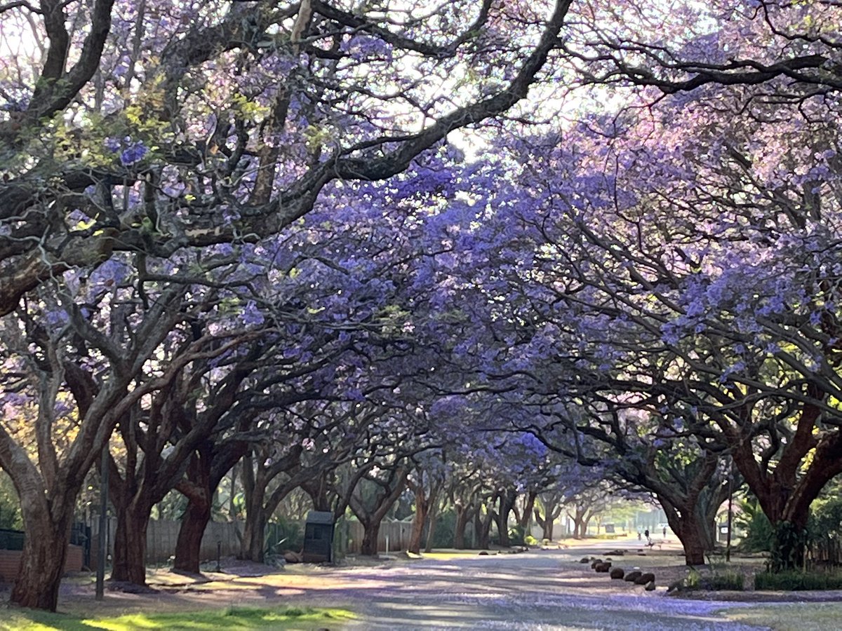 jcairns77's tweet photo. Harare 💜
#jacarandachallenge https://t.co/urzBjroOaQ