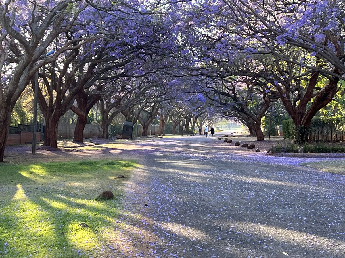 jcairns77's tweet photo. Harare 💜
#jacarandachallenge https://t.co/urzBjroOaQ