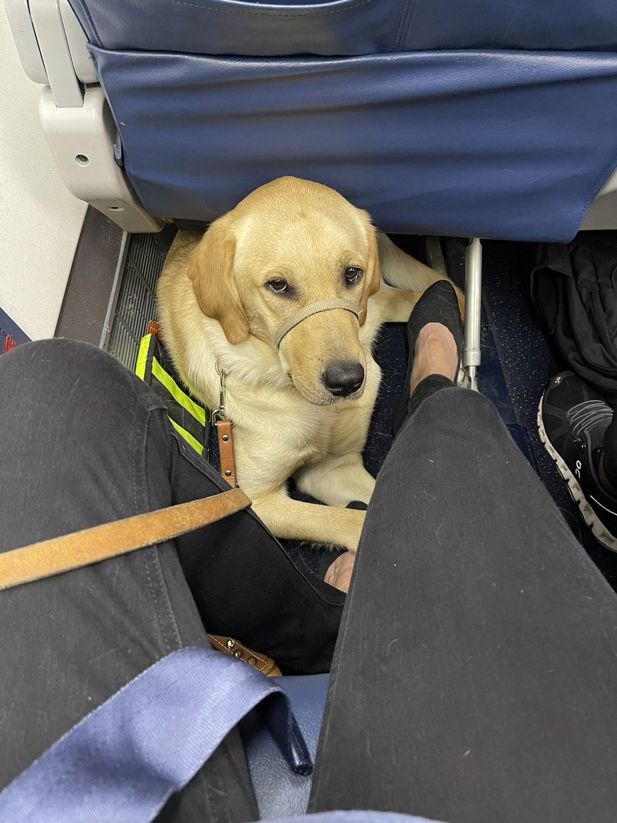 ChickWithAStic2's tweet photo. On my way to #ATL!!  @Delta has been amazing supporting Luna and my journey. Unfortunately, they placed another service animal in the same row which made things chaotic until everyone settled in. @Leader_Dog https://t.co/Jyx2eb1F9h