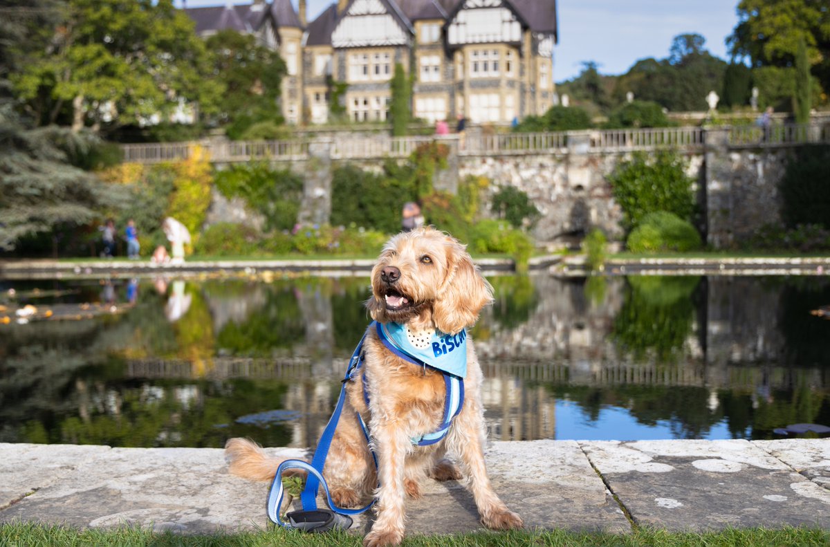 It’s my 9th birthday and guess where mum and dad took me. Yep, Bodnant garden. I had a wonderful time, the nice man in the garden centre gave me a biscuit Then we went to Llandudno and I had Pizza and Ice cream. #BodnantGardenNT #BodnantGardenC #BaxtersBoutique #dogsoftwitter