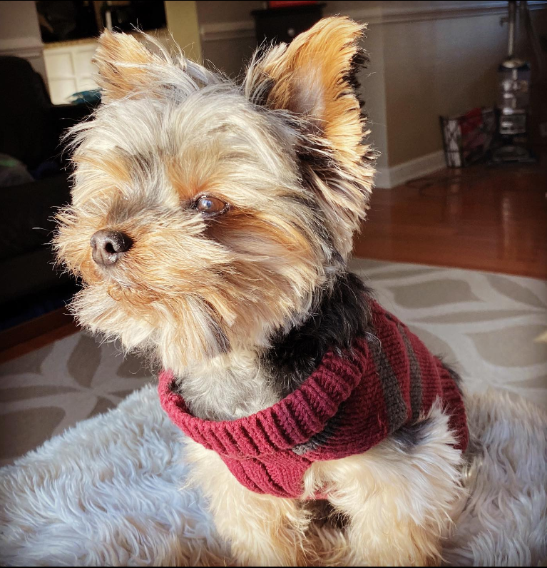 theRab's tweet photo. @graemeknows It's sweater weather! Maybe we need a new Canine Fashion segment on #WeeksEnd? https://t.co/suPS3sQYkb