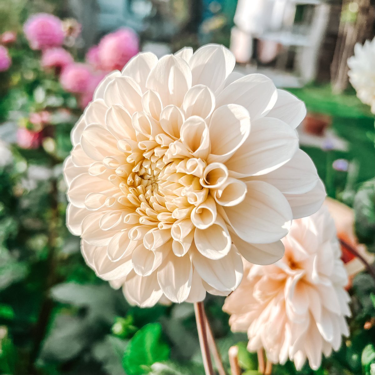 Dahlia “Sweet Nathalie”, one of my favourite dahlias this year!🌸
#dahlia #gardening #GardeningTwitter