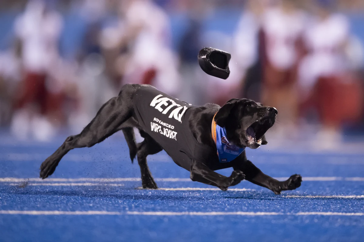 Blitz, the official football tee dog of Boise State, runs on the blue turf to retrieve a tee after a kick.