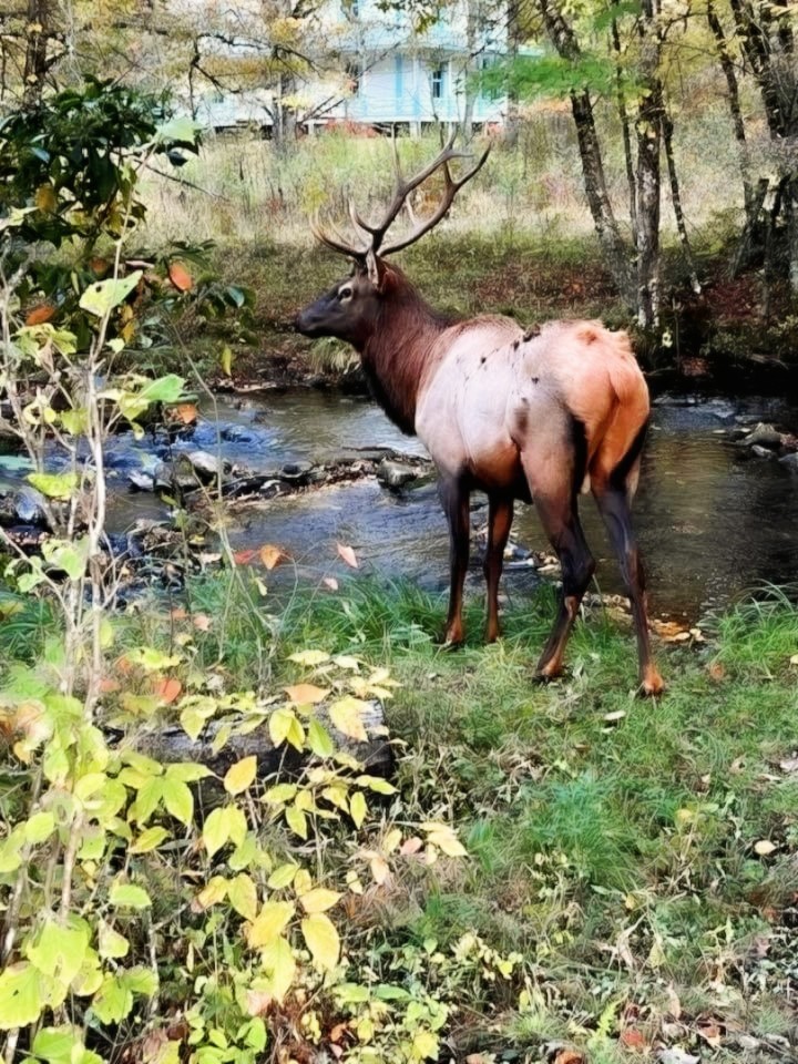 Daisylove1322's tweet photo. G'Mornin, y'all and happy Sunday!
Sorry it took me a few extra days to work on getting these looking the way I wanted, for the most part.
Saved what I thought were the best 10 for last..
Cataloochee Valley 10/6/22 continued
-Set #3

#WildlifePhotography #FallintheMountains https://t.co/3GAE8n0P2O