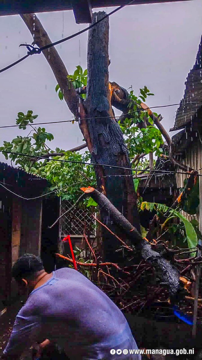 alcaldia_mga's tweet photo. Hemos tenido #reporte de #árboles caídos en todo nuestro municipio esto debido al paso de la tormenta⛈️ tropical 🌀 #Julia el cual están siendo atendidos de manera inmediata por nuestro personal operativo. https://t.co/rRCanZHhx3