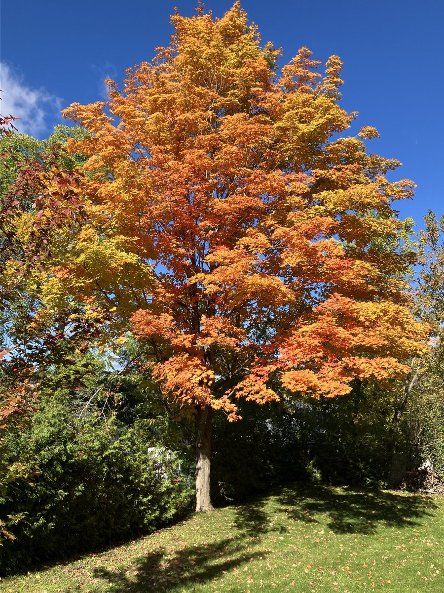 I recall planting this Maple in my yard and look at it now! We need a nation-leading tree planting program in Selwyn that will beautify our community, more than replace derecho losses, and do our bit to combat the #climatecrisis https://t.co/cUdzVKlw9t