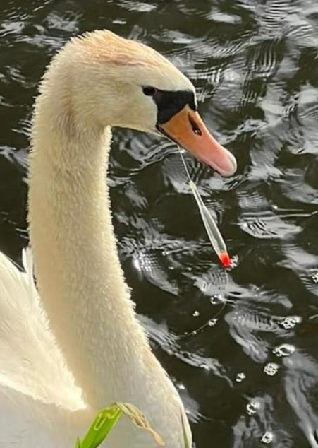 treadlighterlib's tweet photo. What can one do on a Sunday to report an injured swan?  @RSPCA_official  emergency phone line 0300 1234 999 says no... GPS coordinates (51.4185217, -2.4536479). Approach from The Swan side at Swineford. 1m of line attached. https://t.co/xlCLcOaCHh