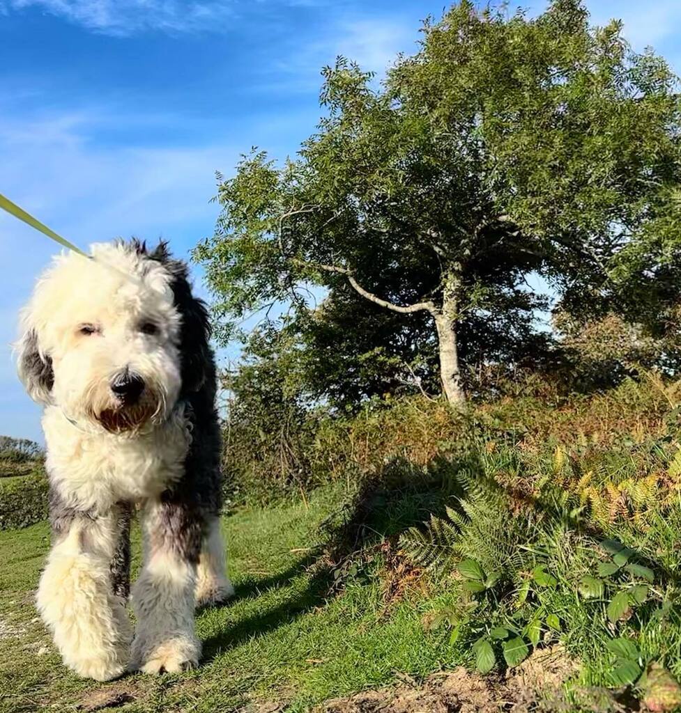 mjnewham's tweet photo. Loves walkies. #iow #isleofwight #pureislandhappiness https://t.co/n2ghoolIAR https://t.co/BnmUMYLGII