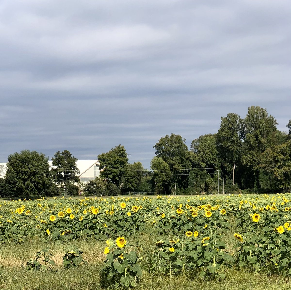 15 mile run at a solid marathon pace. Just in time to bolster my shredded confidence. Tapering for Medoc Trail Races while keeping my sights on Chickamunga marathons. #ontodaysrun #running #seenonmyrun