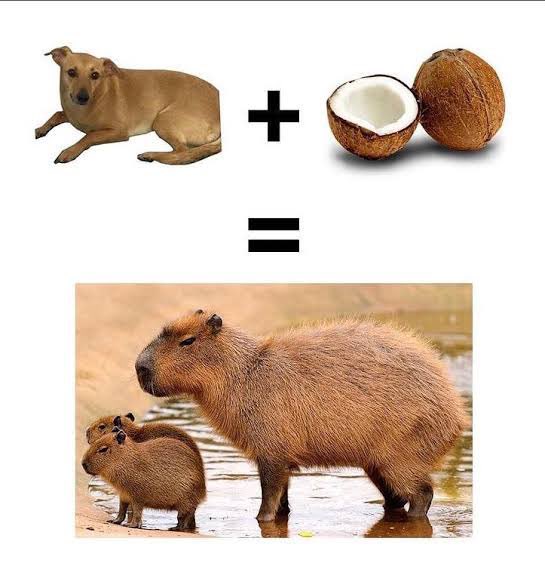 capybara 