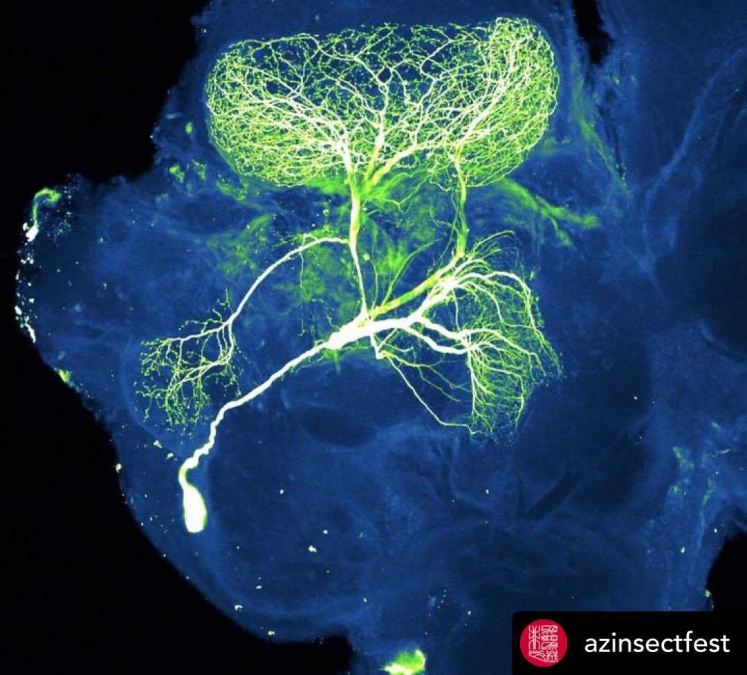 Ulises Ricoy 🇲🇽 🧠 🔬🎛 🪳 (@superolish) on Twitter photo El Festival de Insectos 🐞 🐜 🪳 es hoy <a href="/AZInsectFest/">Arizona Insect Fest</a> en la <a href="/uarizona/">University of Arizona</a> Es un evento gratuito para el público y hay estacionamiento. Come Out and check out the 🐛 🐝 bugs and brains 🧠 <a href="/SuperOlish/">Ulises Ricoy 🇲🇽 🧠 🔬🎛 🪳</a> El Festival de Insectos 🐞 🐜 🪳 es hoy <a href="/AZInsectFest/">Arizona Insect Fest</a> en la <a href="/uarizona/">University of Arizona</a> Es un evento gratuito para el público y hay estacionamiento. Come Out and check out the 🐛 🐝 bugs and brains 🧠 <a href="/SuperOlish/">Ulises Ricoy 🇲🇽 🧠 🔬🎛 🪳</a>