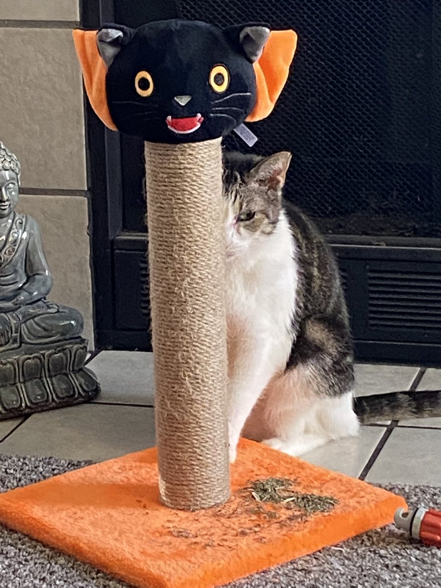 kcrumback's tweet image. #CatsOfTwitter #youcantseeme #hiding #halloweencat