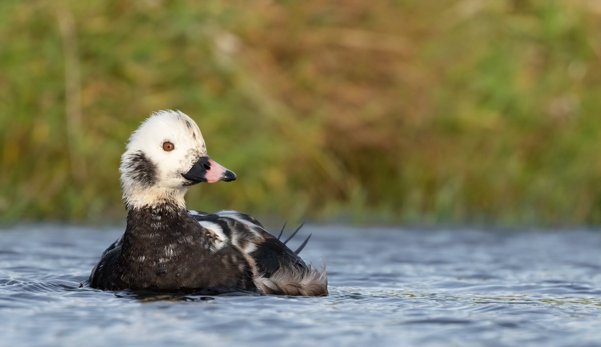 Long-tailed Ducks appear on small freshwater areas @FI_Obs with surprising regularity, particularly after poor weather. This rather smart drake was on Ultra Scrape today, allowing for brilliant close views