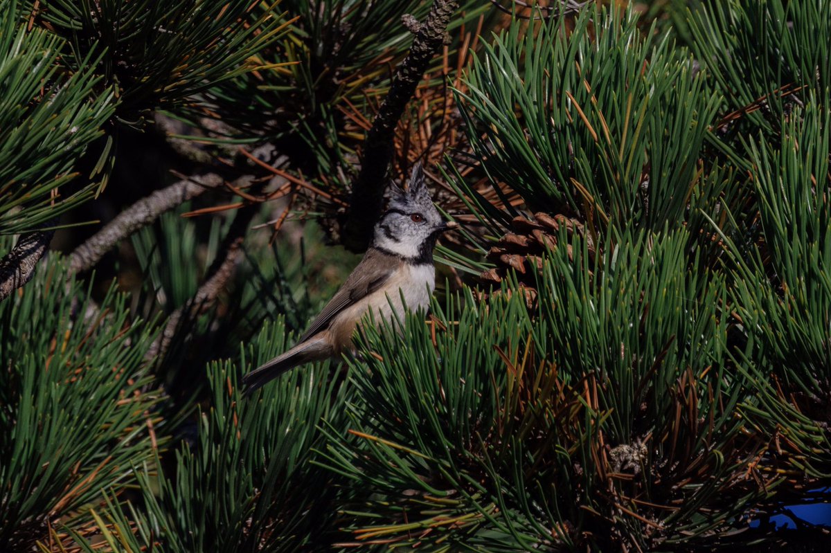 Crested Tit Twitter Search Twitter