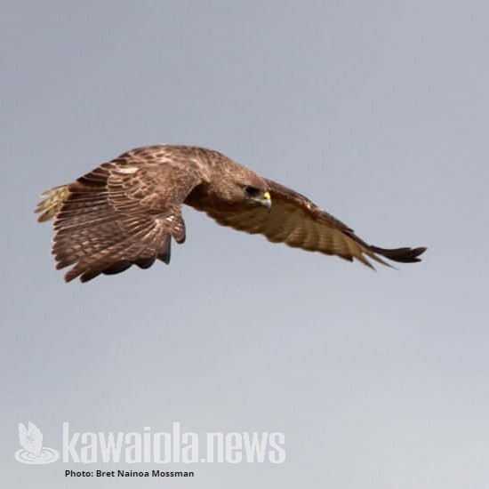 kawaiolanews's tweet photo. Keani Kaleimamahu, an ʻōlohe lua practitioner and kumu, said his ʻohana claims lineage from the ʻio, “My family goes to an ʻio, a certain hawk, a certain name.”
Read about his 'io ʻaumakua experience here https://t.co/zIXwU2Tdz5
#HawkWeek #Io #Aumakua #KaWaiOlaNews https://t.co/s14ocjsSsj