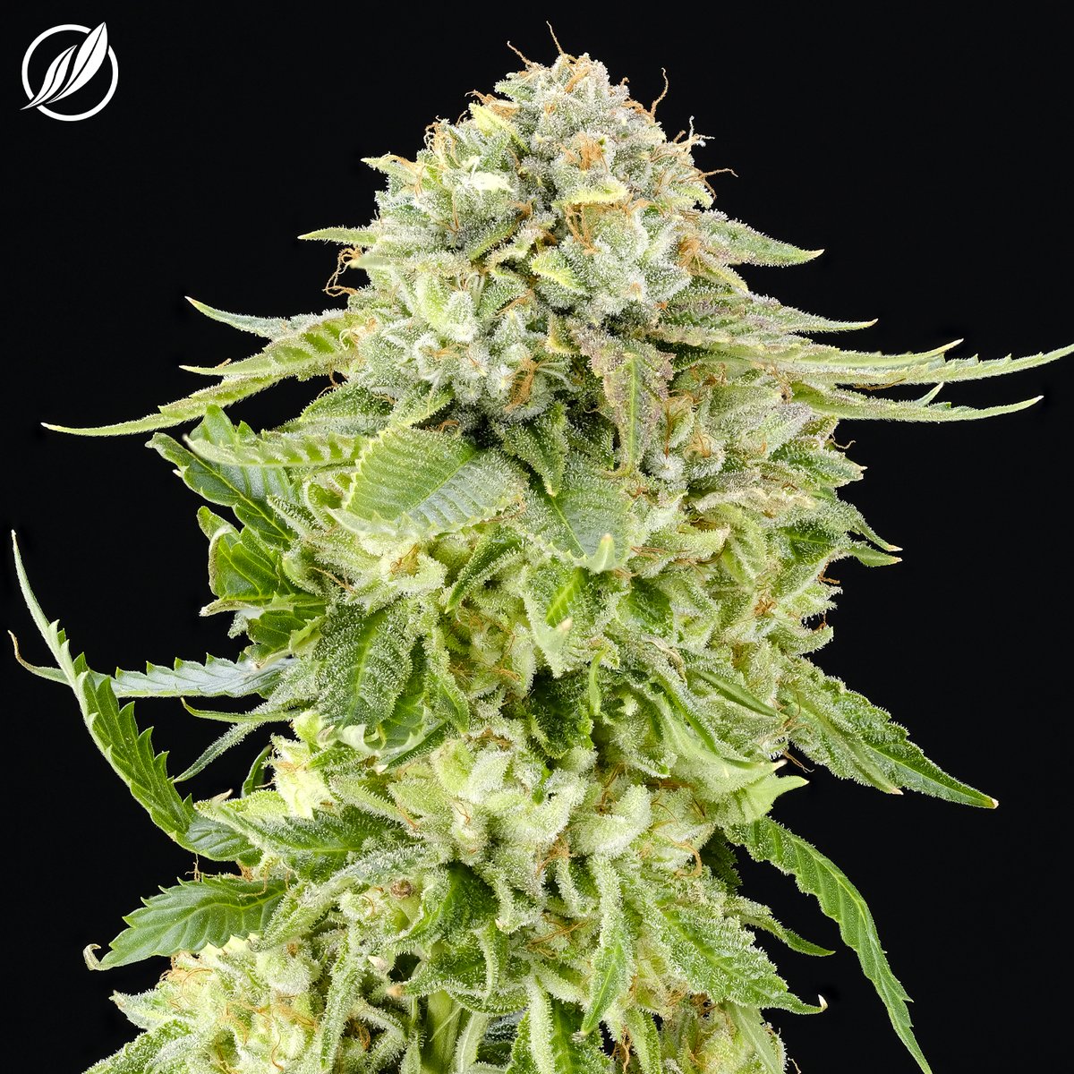 CTPharmaSol's tweet photo. Lunaven Flower T36% I 17047 (35.73% THC &amp; 2.19% terpenes) https://t.co/Gs11FijV2V