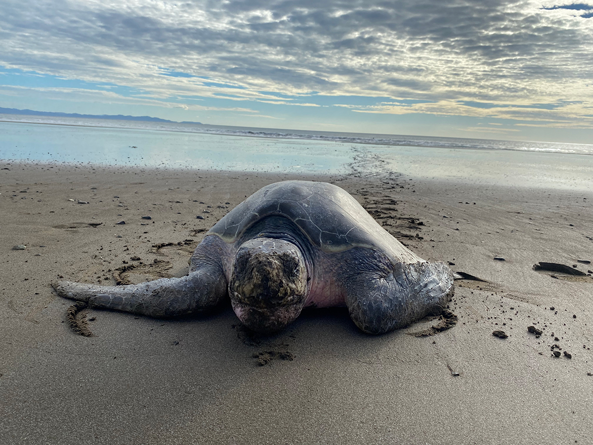 Cineflix's tweet image. 🚨 SERIES PREMIERE 🚨

Follow along as celebrated UK biologist @PatrickAryee takes viewers on a mission to answer big questions about our vast natural world. 🌎

Tune in to the series premiere of #PatrickAryeesWildWorld TONIGHT at 7:00 p.m. on #SkyNature (UK).