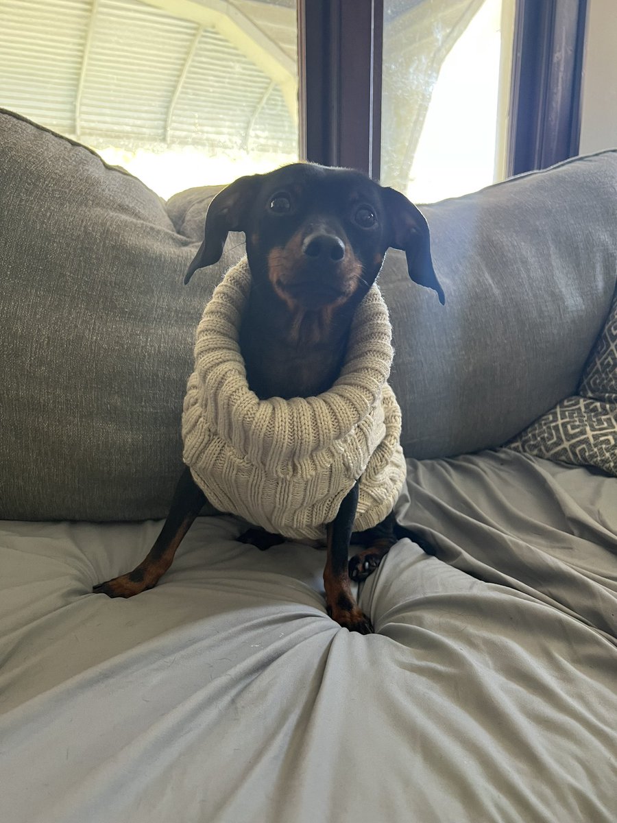 monnn11's tweet photo. Happy Chris Evans’ sweater season 💕 https://t.co/TZDF7STLa6
