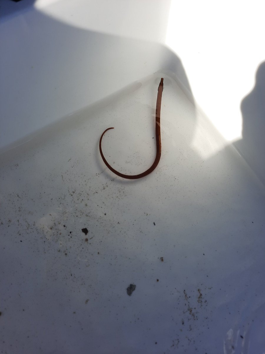 Palaeo_Meghan's tweet image. This week I was invited to lead tomorrow's fossil walk on the @ExtinctionDTP fieldtrip to Boggle Hole. Today we went rock pooling and found many creatures!