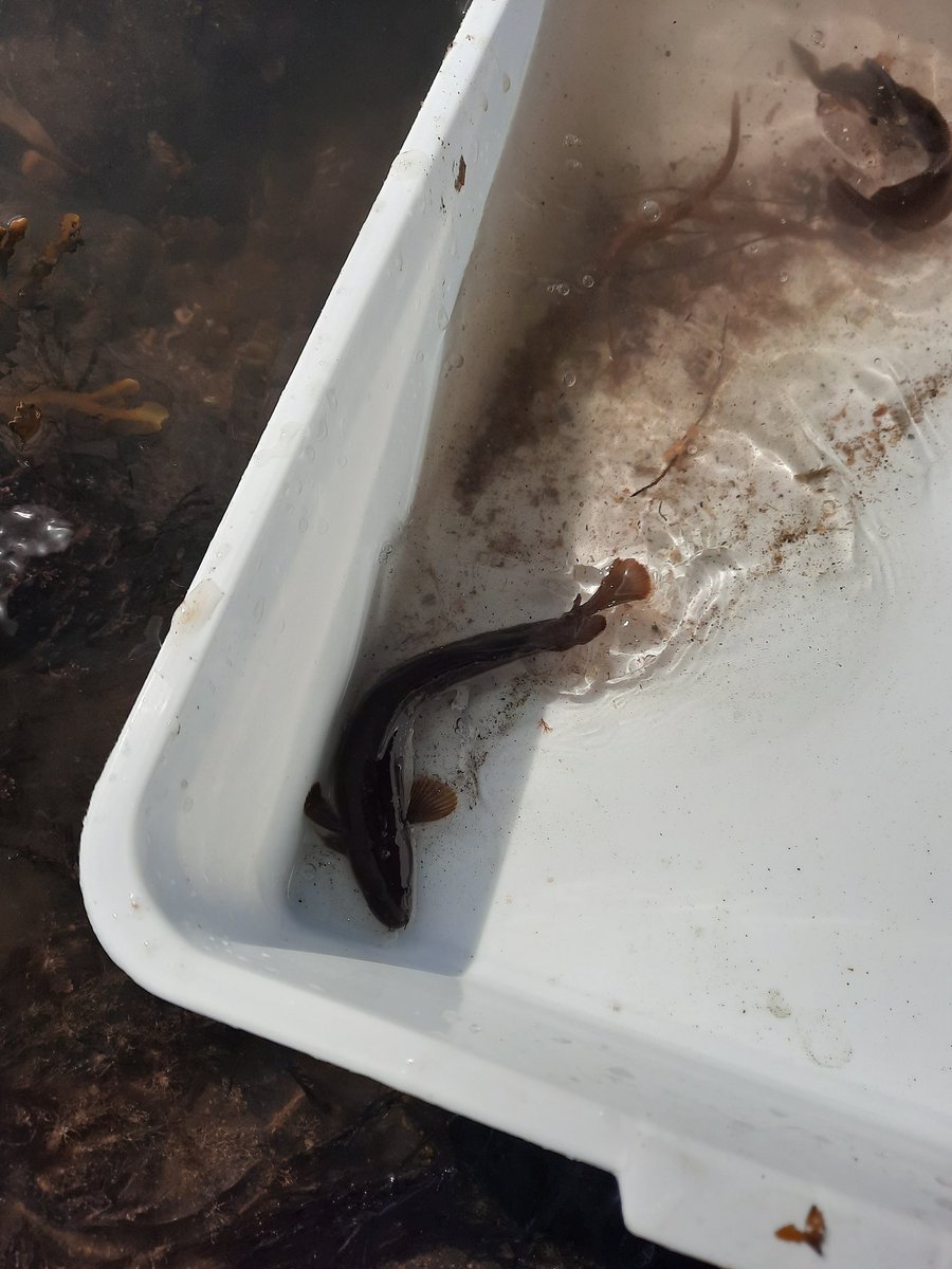 Palaeo_Meghan's tweet image. This week I was invited to lead tomorrow's fossil walk on the @ExtinctionDTP fieldtrip to Boggle Hole. Today we went rock pooling and found many creatures!