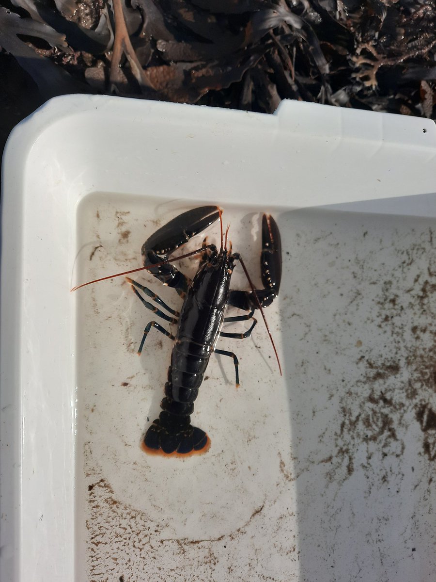 This week I was invited to lead tomorrow's fossil walk on the @ExtinctionDTP fieldtrip to Boggle Hole. Today we went rock pooling and found many creatures!