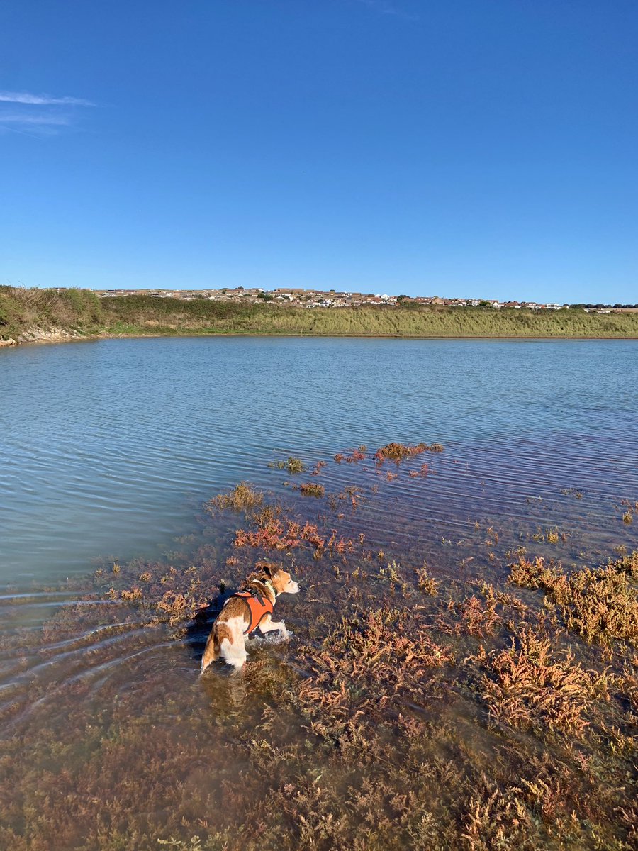 doggaway's tweet photo. Taking a dip at Tide Mills https://t.co/CoaPWdpbo2 https://t.co/g98iLIneIN