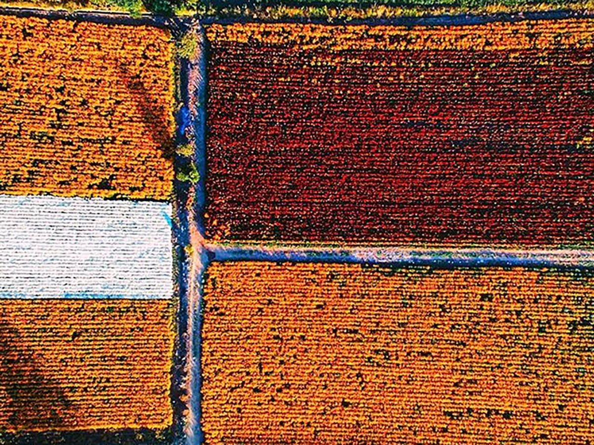 DiaDeMuertos_'s tweet photo. Los campos de Copándaro de Galeana, Michoacán, se llenan de color en estas fechas con la flor de cempasúchil. 
#DíaDeMuertos 🌼💀🌼 https://t.co/VSfQybqvoW