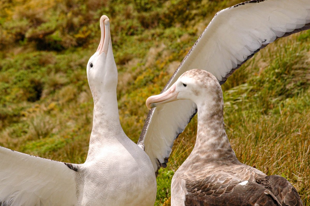 Tristan Albatross displaying on Gough Island, a UNESCO World Heritage Site roughly equidistant from Antarctica, South Africa, and Brazil. This albatross is Critically Endangered mainly due to predatory mice, but also bycatch from long-liner fisheries.