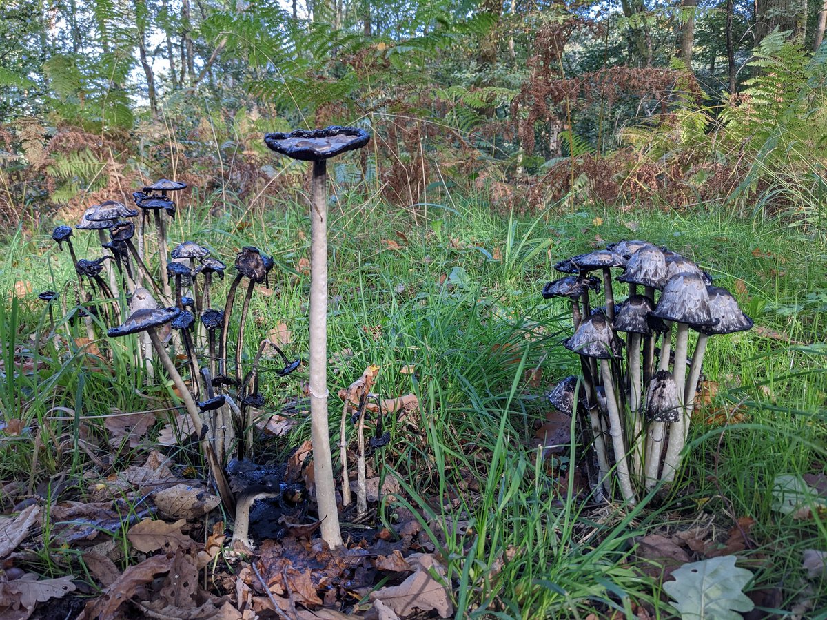 Simon_i_pinto's tweet photo. It's been a mushroomy sort of walk today! #abingercommon https://t.co/xsPRqnHdCE