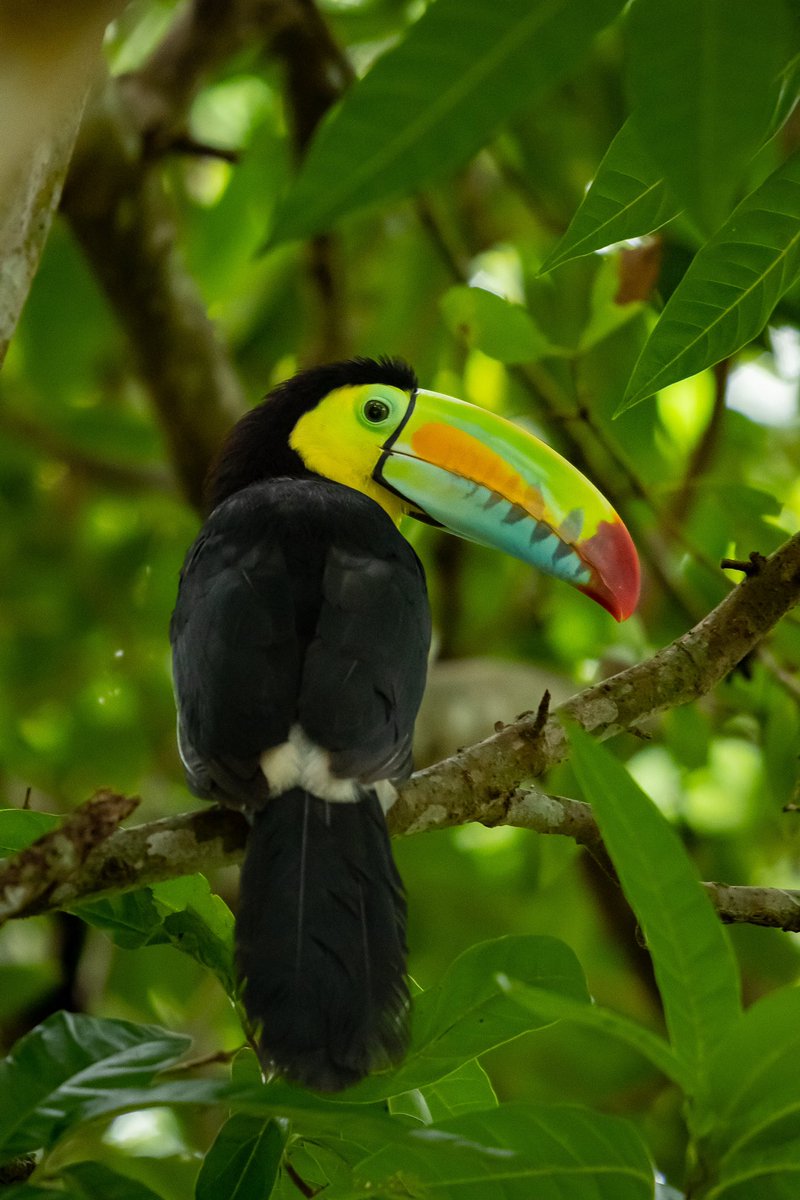 LarryGonzalezF's tweet photo. Ayer me encontré esta belleza y posó para la foto! 
Tucán- Ramphastos sulfuratus 📸 https://t.co/zHriAToXxX