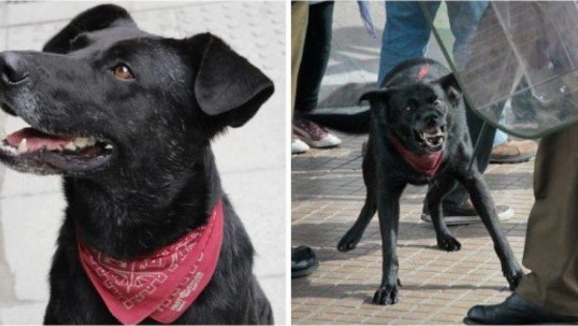 Sopermiii's tweet photo. #BlackDog LedZepelling 
Aguante los q luchan! https://t.co/XfRLYsqnoG