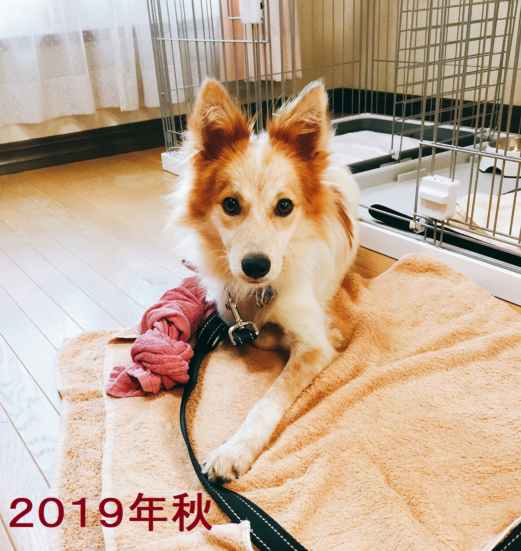 雑種犬はいいぞ すべての犬はいいぞ Nini5094 Twitter