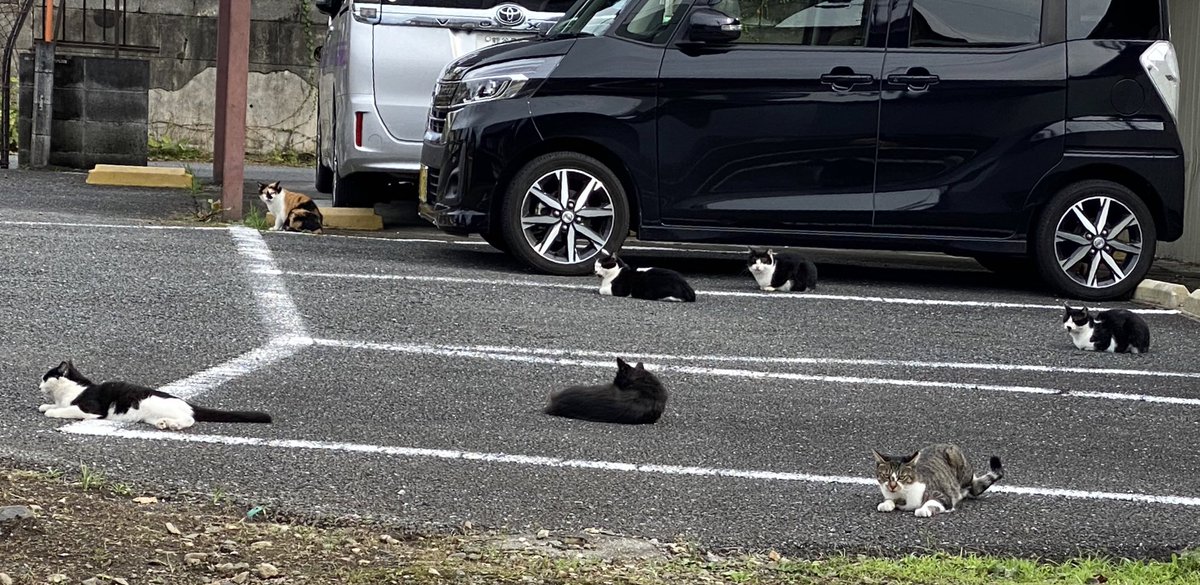 GM__aki's tweet photo. 猫の集会に遭遇してしまった😳       いえいえ私は何も見てません！聞いてません！言いません！🙈🙉🙊(￣▽￣;) https://t.co/7XLdOpn5sV