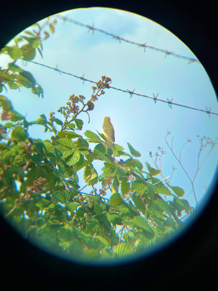 Sarı mukallit mi? Çıvgın mı? söğüt bülbülü mü? Çözemedik #hangitür <a href="/alpertuydes/">Alper Tüydeş</a> <a href="/matvor/">Gökçe Coşkun</a>