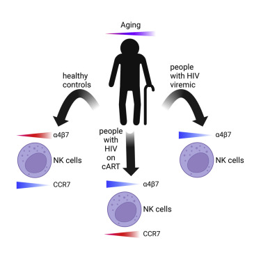 NK cells in healthy aging show increased ⍺4β7 &amp; decreased CCR7, which is reversed in people living with HIV possibly due to recruitment to HIV lymphoid reservoirs or failed mucosal signaling <a href="/ReevesLabNK/">Reeves & Jost Lab</a> <a href="/KyleKroll/">Kyle Kroll</a>
doi.org/10.1016/j.xcrm…