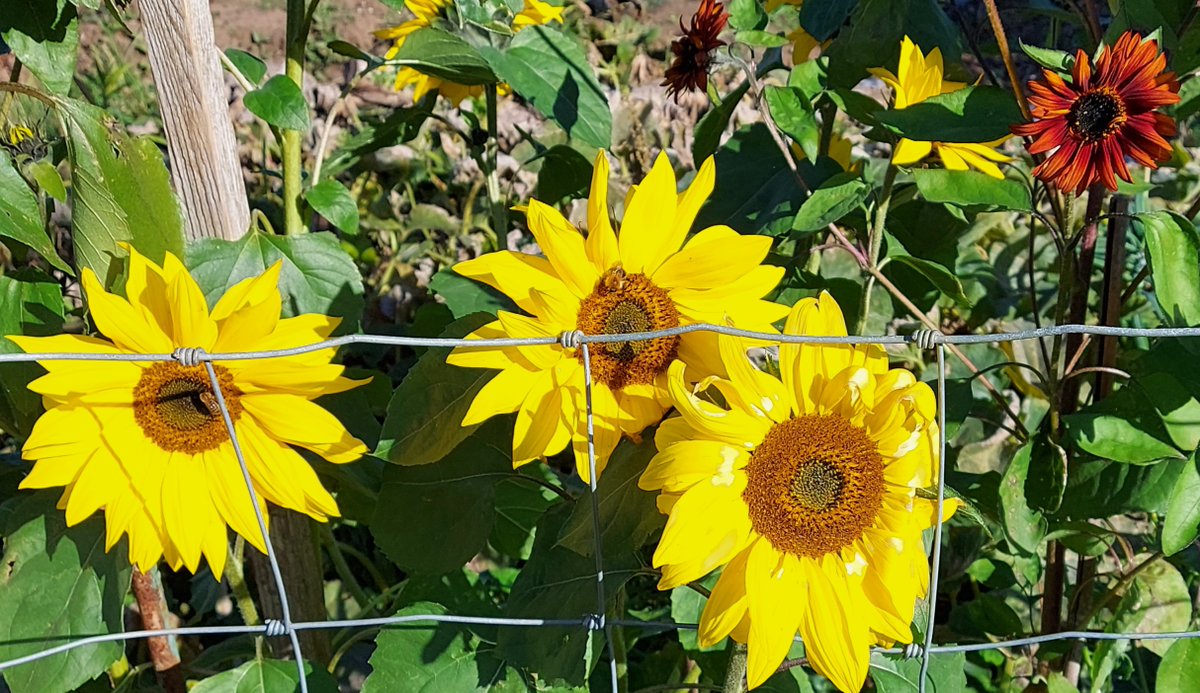 Benefits of planting sunflowers late in the season - this little guy gets a feed <a href="/cpfallotments/">Court Place Farm Allotments</a> on a October morning.
