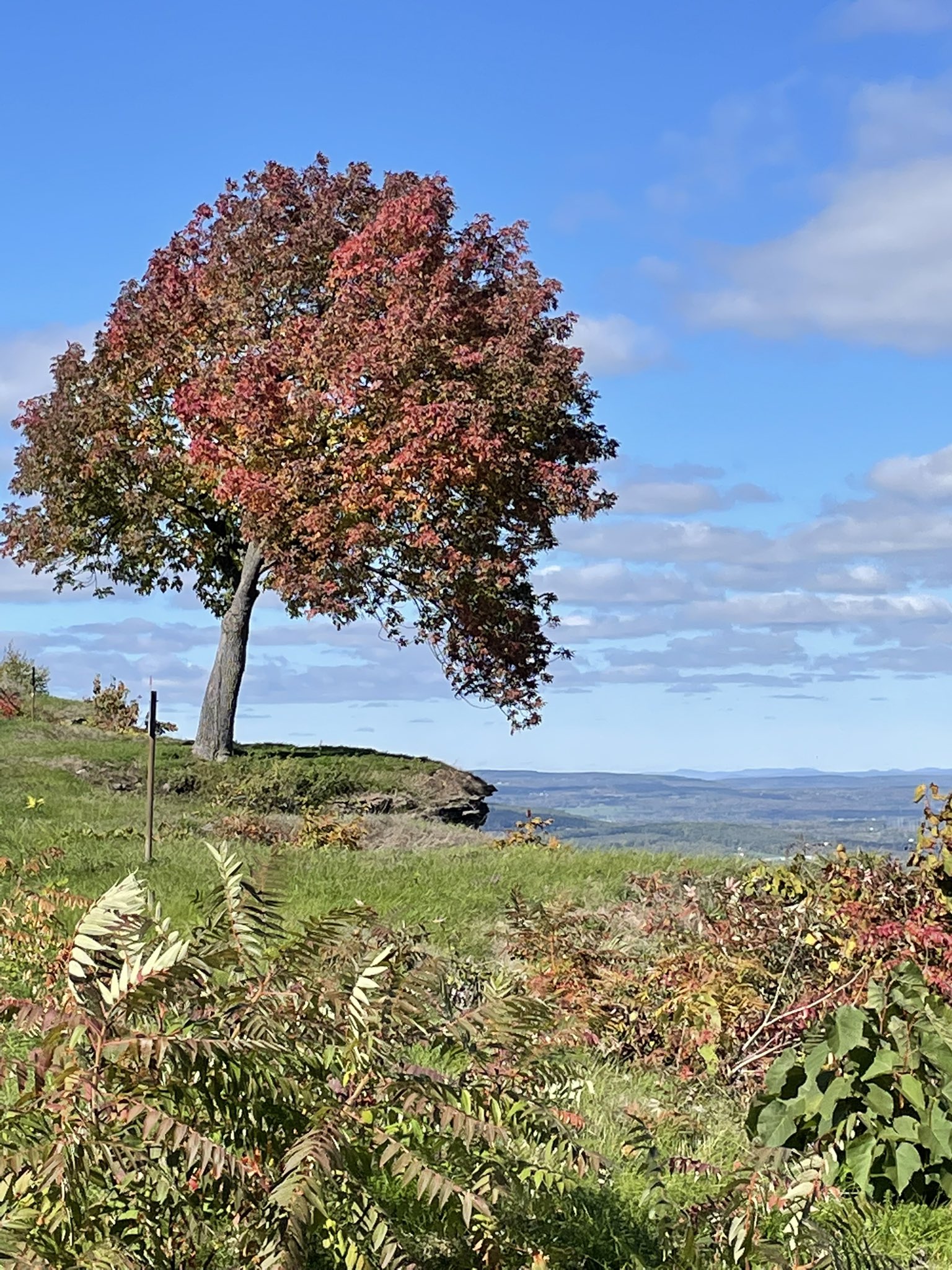 Allyson Dahlin📻👾 CAKE EATER On Sale Now (ally_dahlin) / Twitter