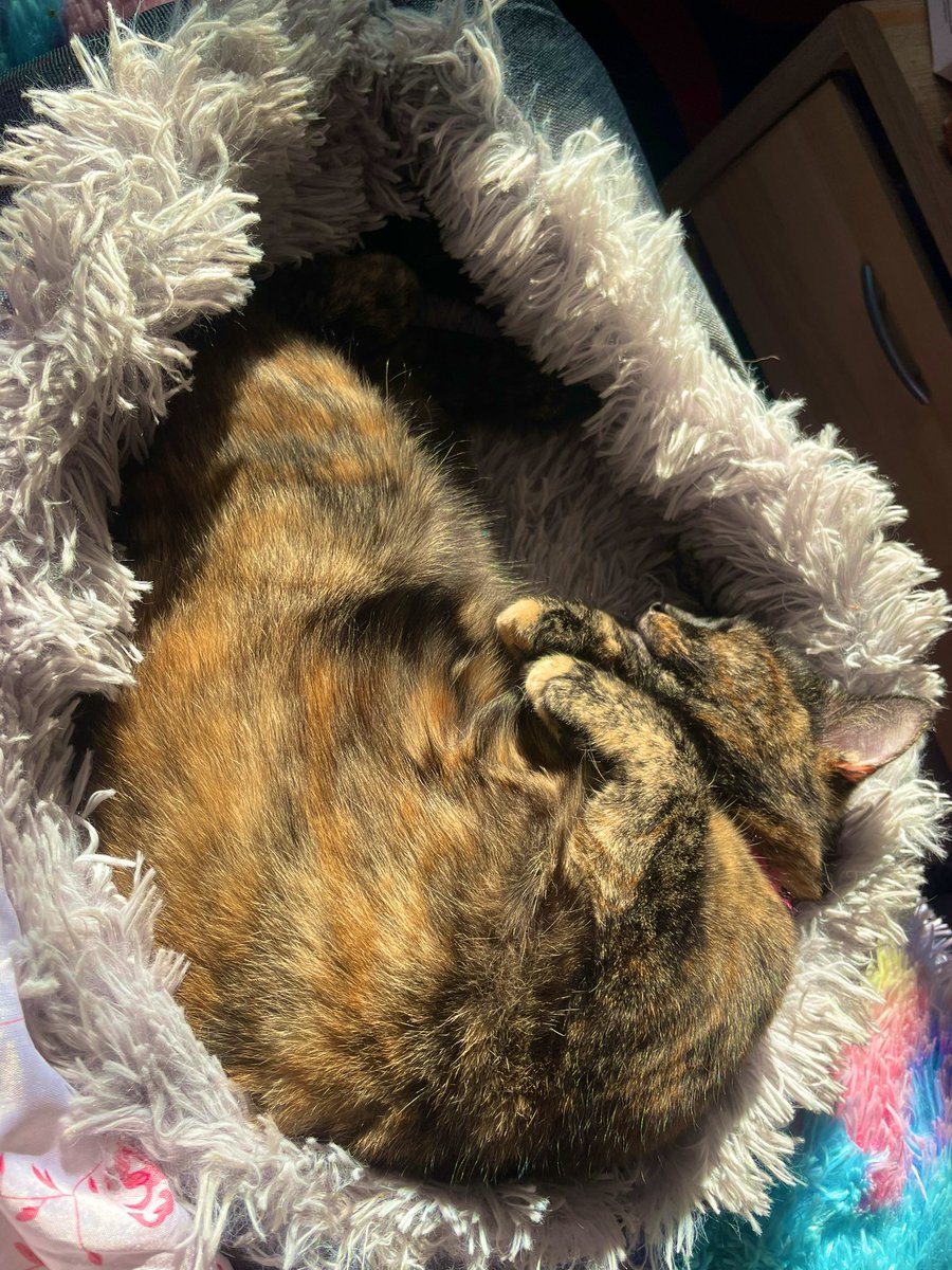 curlycarli83's tweet photo. Wishing all you lovelies a wonderful Sunday🥰❤️🩹😻🐾😻🐾🫶🏼✨Kismet & Karma being ridiculously adorable as always much much love & many hugs to my #DeppFam & all you beautiful people🙏🏼😘✨🫶🏼Xx #CatsOfTwitter #MyBubbas #MyHappyPlace https://t.co/Kc6NEYxROw