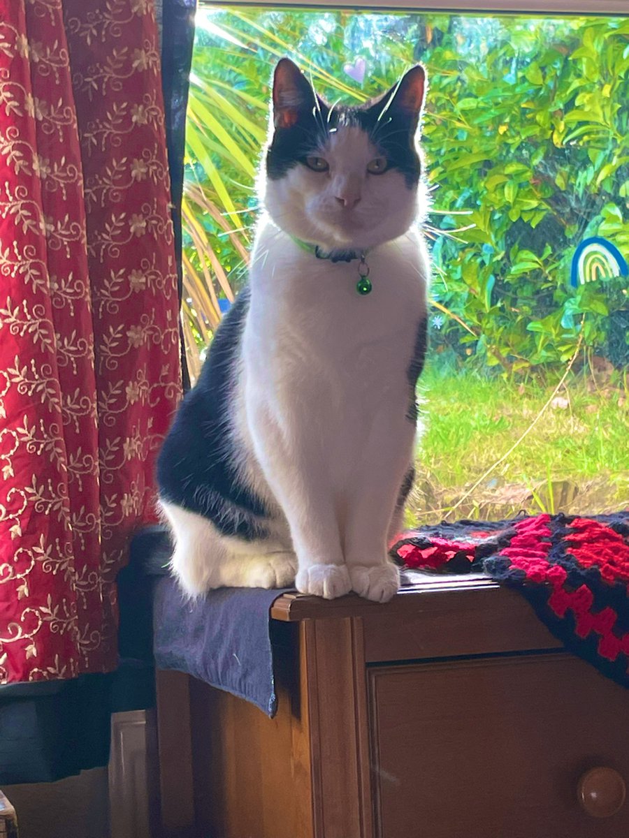 curlycarli83's tweet photo. Wishing all you lovelies a wonderful Sunday🥰❤️🩹😻🐾😻🐾🫶🏼✨Kismet & Karma being ridiculously adorable as always much much love & many hugs to my #DeppFam & all you beautiful people🙏🏼😘✨🫶🏼Xx #CatsOfTwitter #MyBubbas #MyHappyPlace https://t.co/Kc6NEYxROw