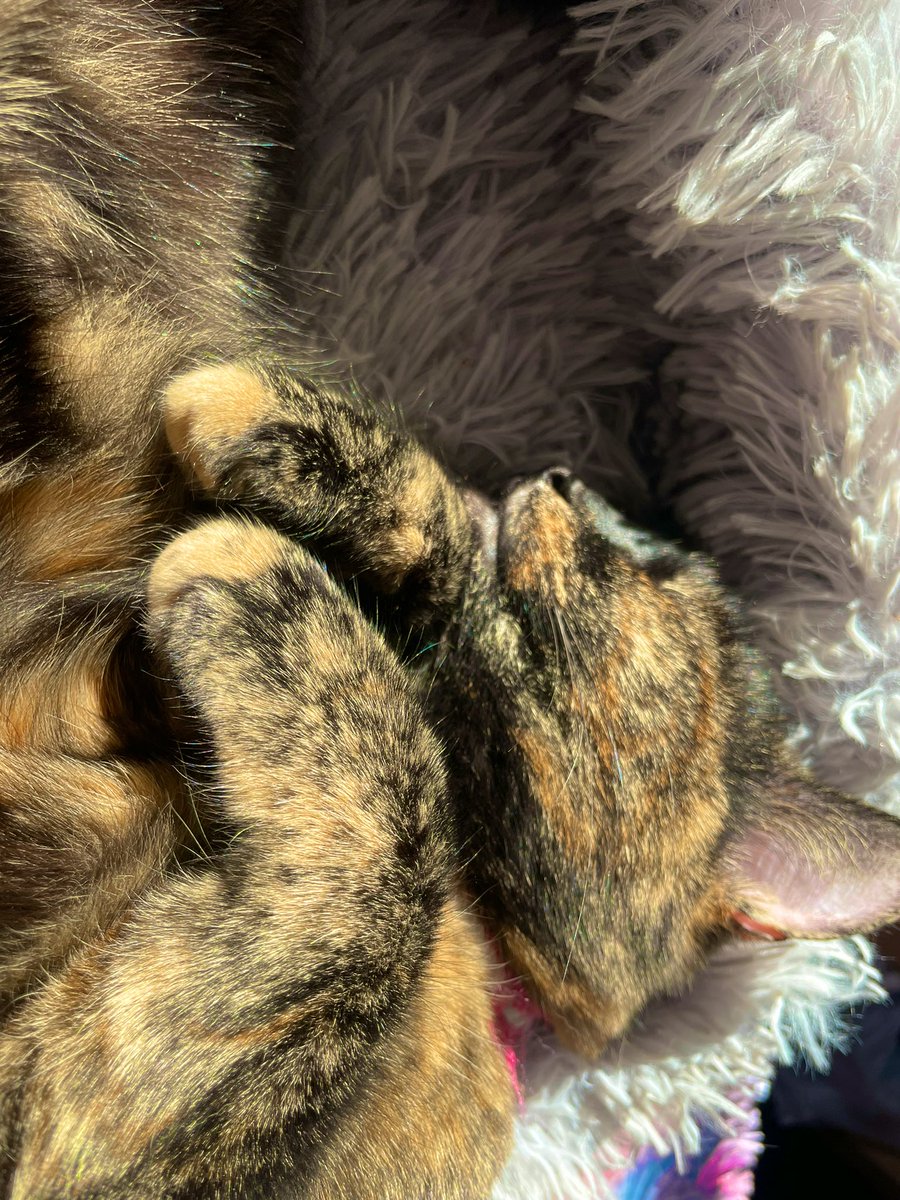 curlycarli83's tweet photo. Wishing all you lovelies a wonderful Sunday🥰❤️🩹😻🐾😻🐾🫶🏼✨Kismet & Karma being ridiculously adorable as always much much love & many hugs to my #DeppFam & all you beautiful people🙏🏼😘✨🫶🏼Xx #CatsOfTwitter #MyBubbas #MyHappyPlace https://t.co/Kc6NEYxROw