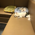 ツイートに含まれる画像