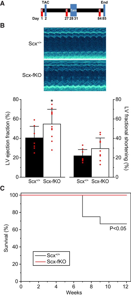 HanCardiomd's tweet photo. Scleraxis was up-regulated in #DCM patients
#Scleraxis knockout in cardiac fibroblasts prior to or following pressure overload in mice completely attenuated myofibroblast appearance and fibrosis, and improved systolic function and survival
https://t.co/ByVNNZFhod @ESC_Journals https://t.co/vLtq4JMhI2