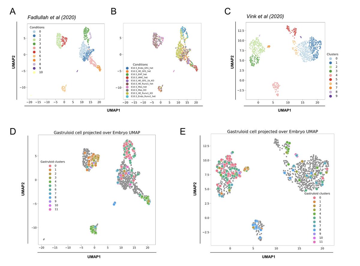 AMartinezArias's tweet photo. Disease modelling #gastruloids. Led by C. Pina (https://t.co/cqyzAyhn2e) we show that #hemogenic #gastruloids generate HSC niche-like structures and can be used to model aspects of infant acute myeloid leukemia (infAML) https://t.co/vPBxhgnlPQ @biorxivpreprint #preprint https://t.co/G4VZshSDWR